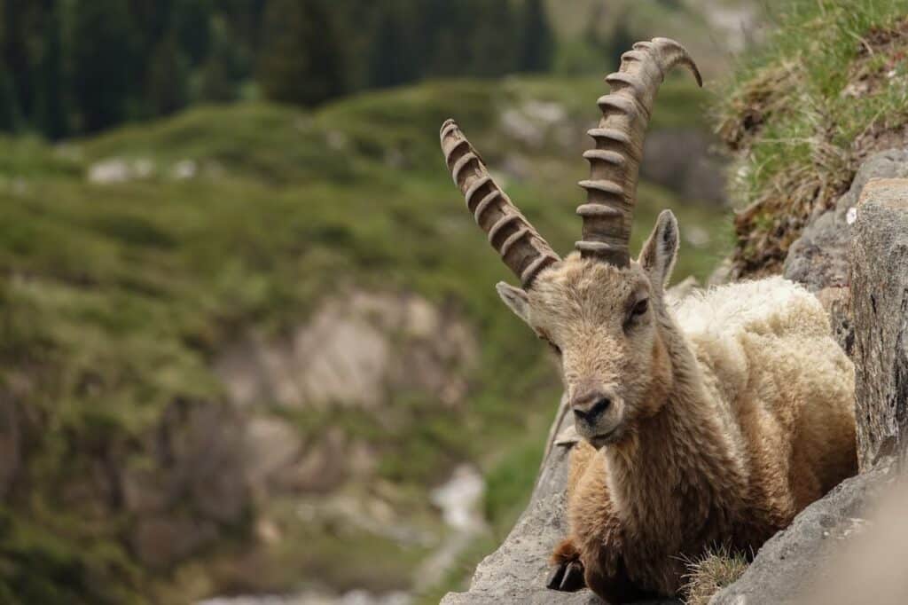 Découvrir le parc de la Vanoise en famille